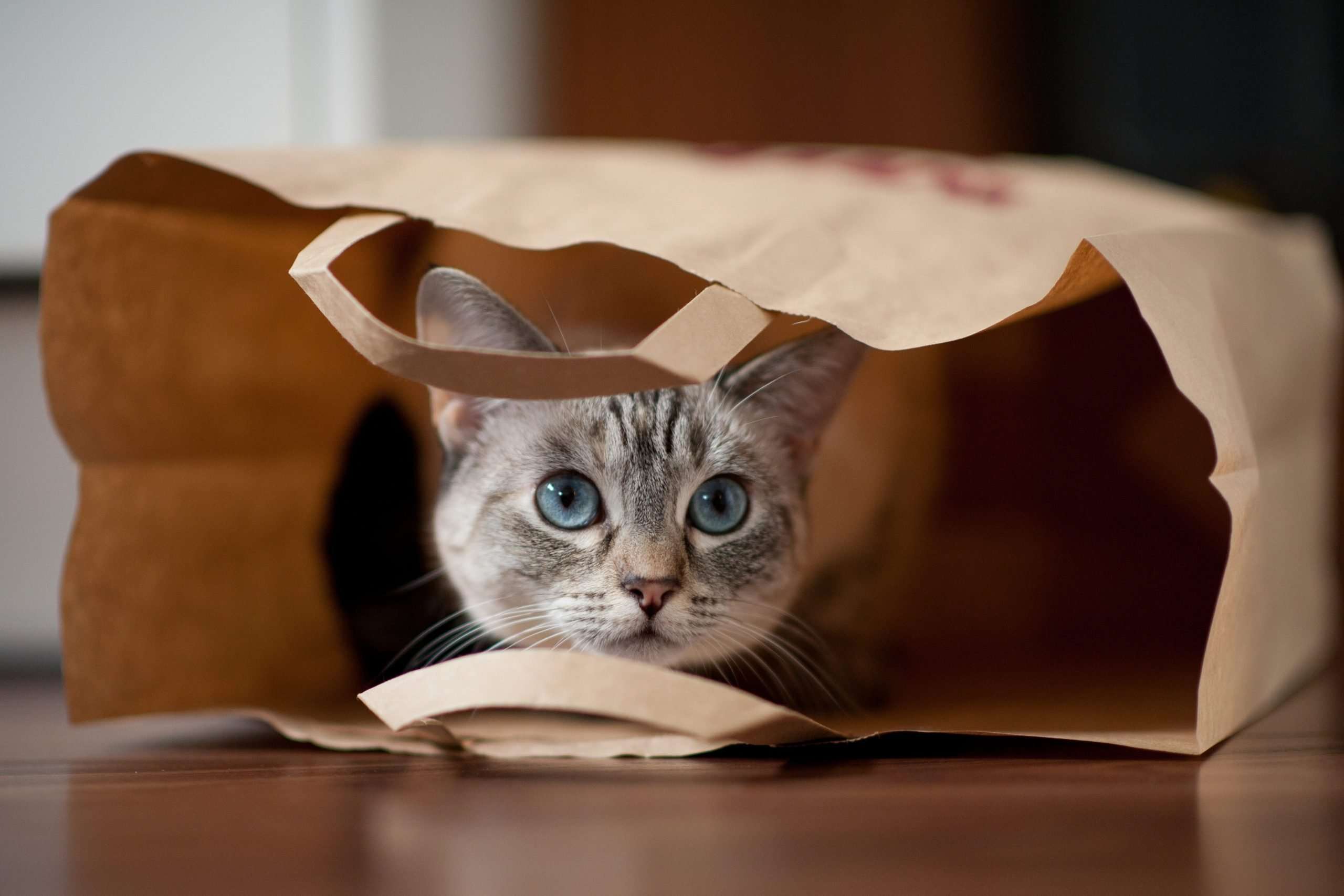 Why Do We Say " Let the Cat Out of the Bag" ?