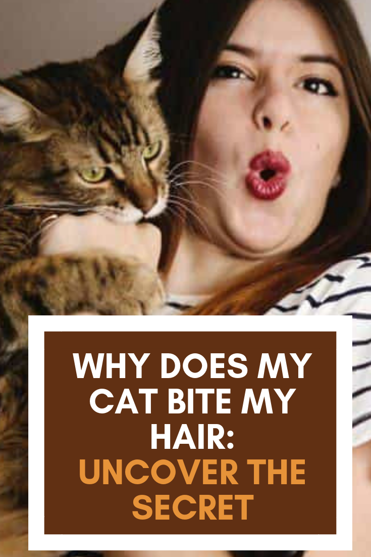 Why Does My Cat Bite My Hair: Uncover The Secret
