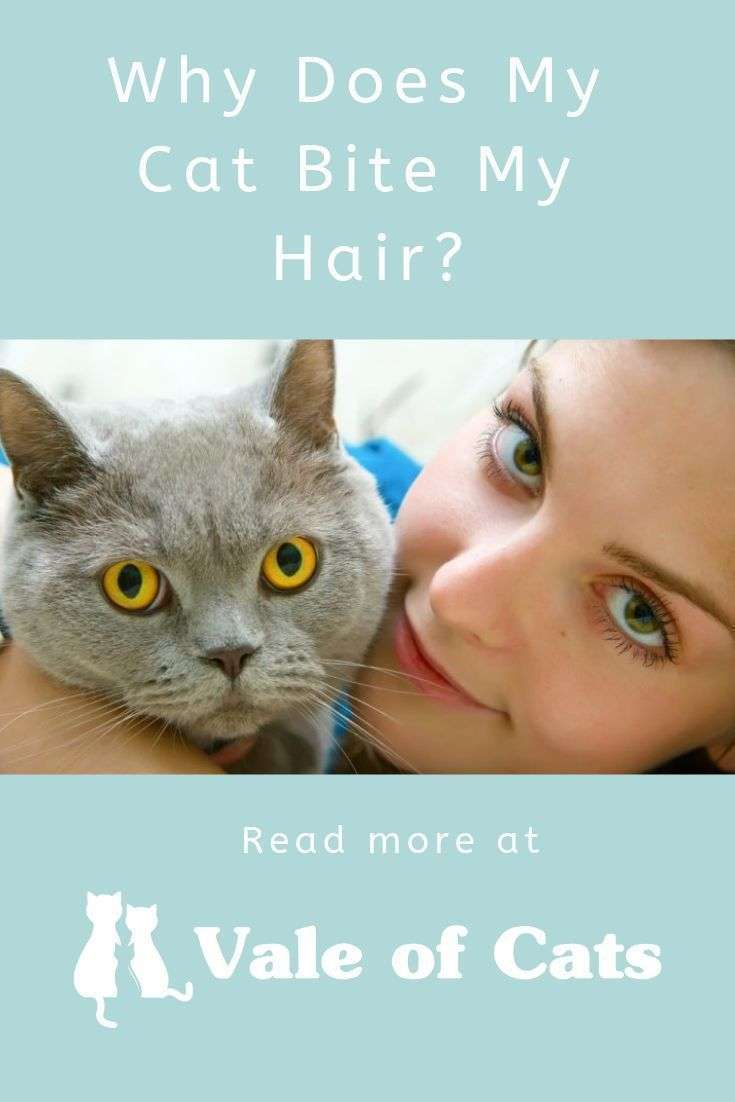 Why Does My Cat Bite My Hair? (With images)