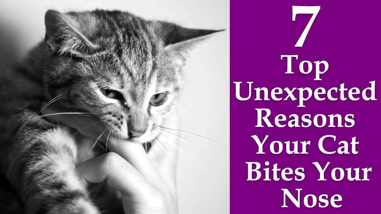 Why Does My Cat Bite My Nose: 7 Top Unexpected Reasons ...