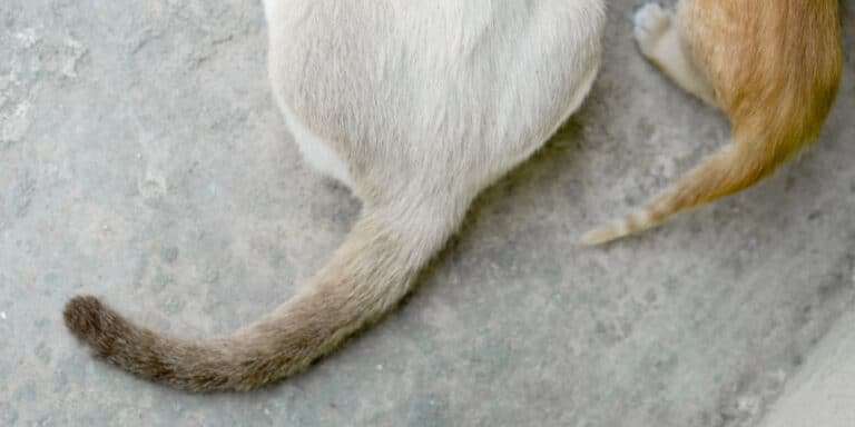 Why Does My Cat Chase Her Tail?