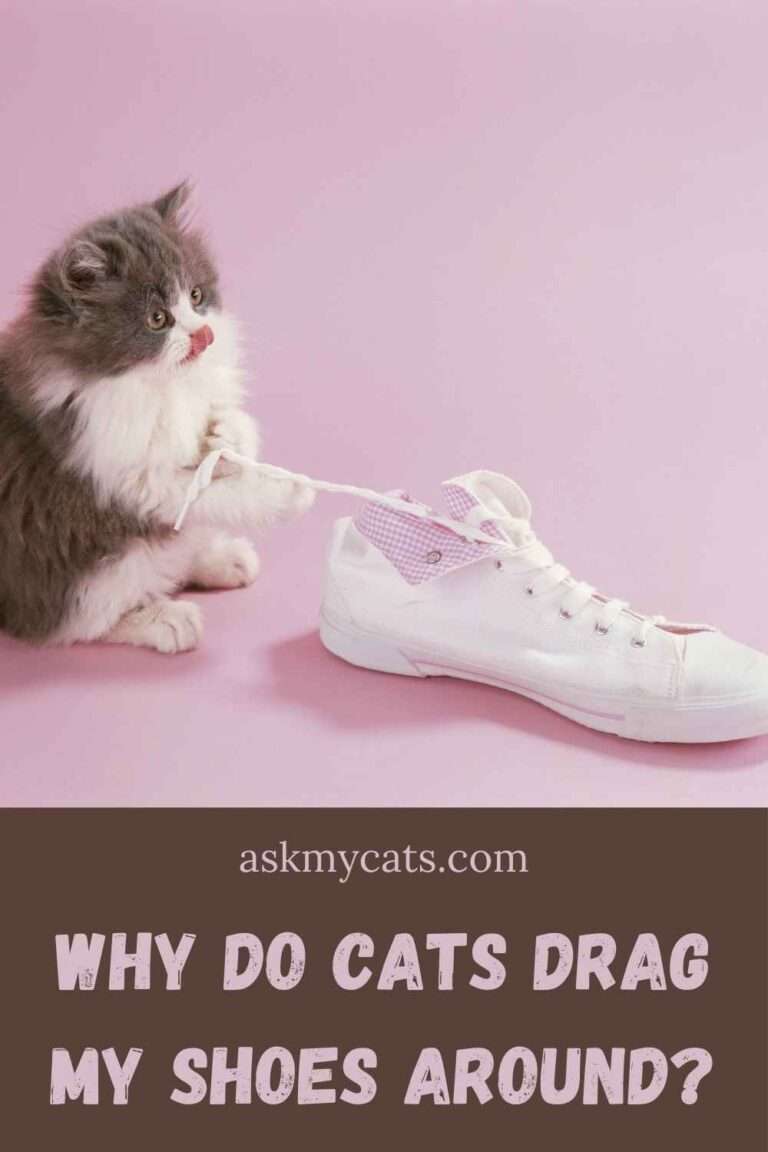 Why Does My Cat Drag My Shoes Around? Here Are The Mind ...