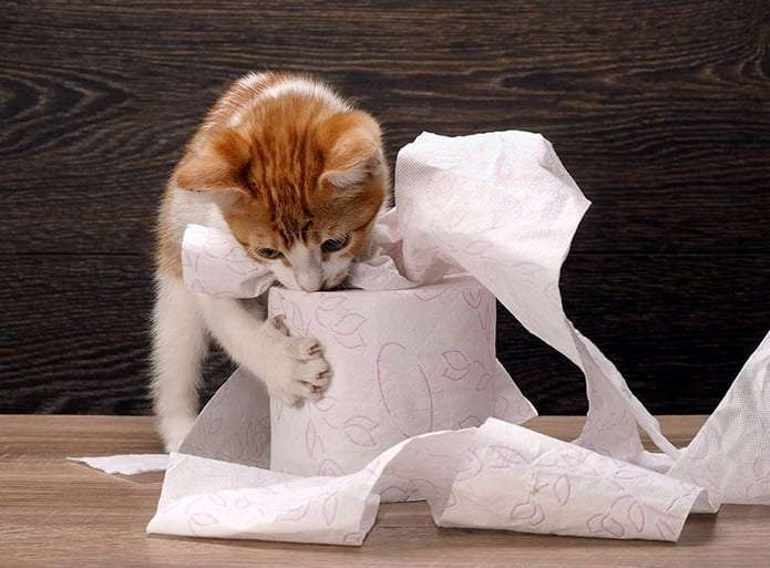 Why does my Cat Eat Paper?