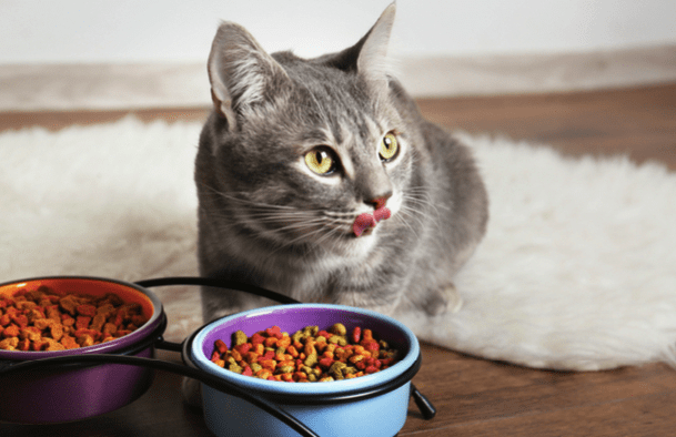 Why Does My Cat Eat So Much? HELP ME!
