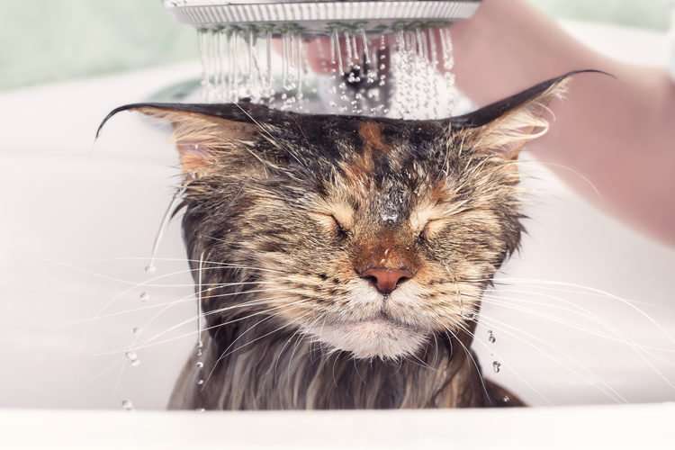 Why Does My Cat Hate Water?