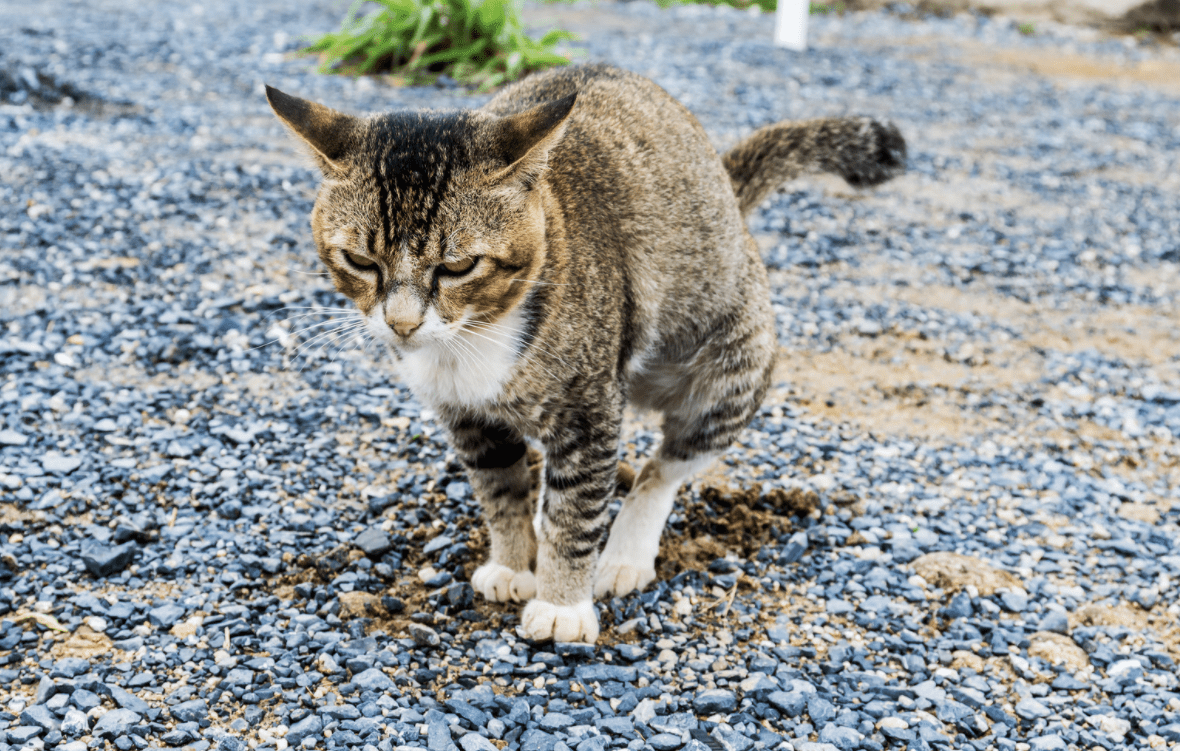Why Does My Cat Have Diarrhea & How Can I Prevent It?