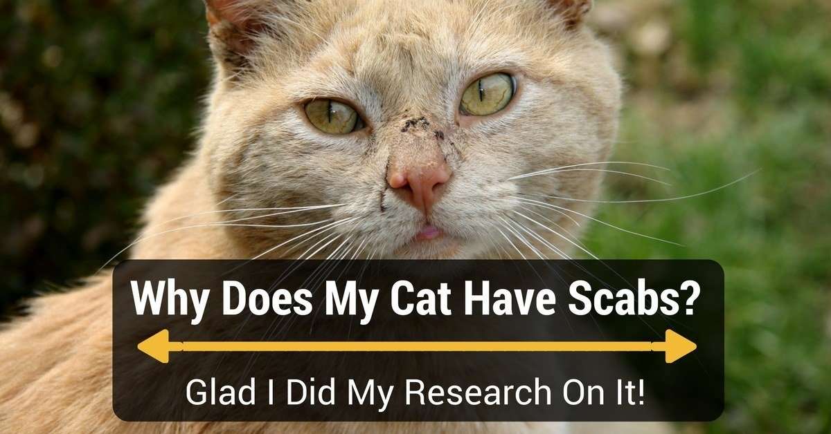 Why Does My Cat Have Scabs? Glad I Did My Research On It!