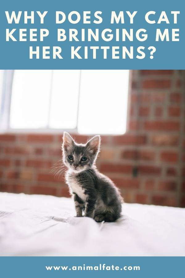 Why Does My Cat Keep Bringing Me Her Kittens? (Surprising ...