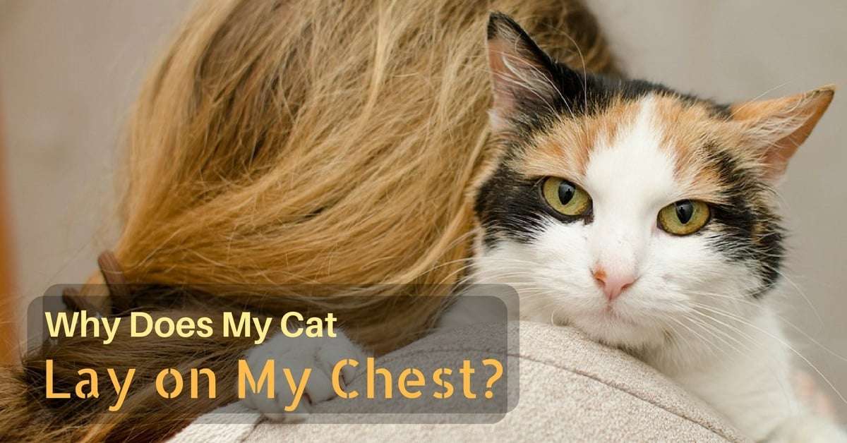 Why Does My Cat Lay on My Chest? (Top 5 Reasons ...