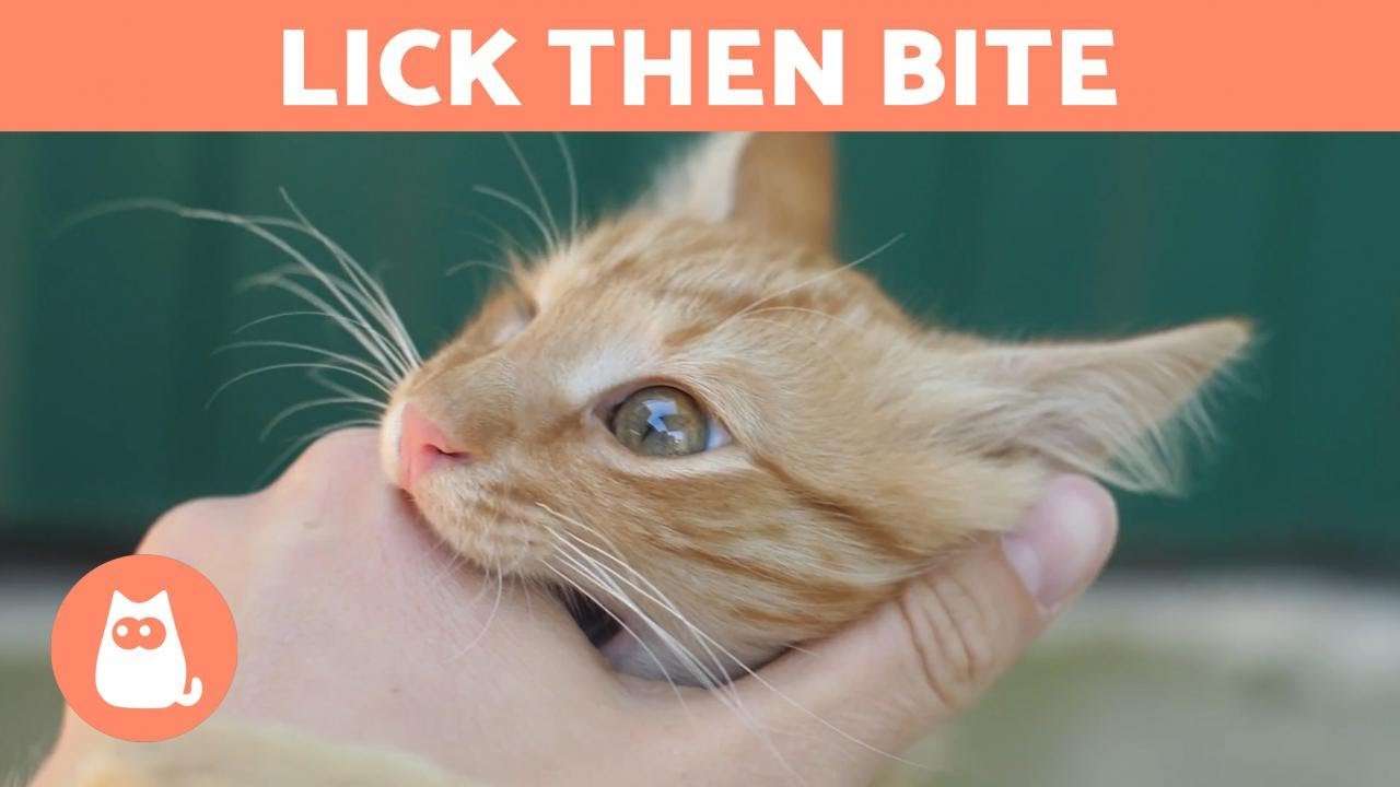 Why does my cat LICK ME and then BITE ME? ð?± (Strange ...