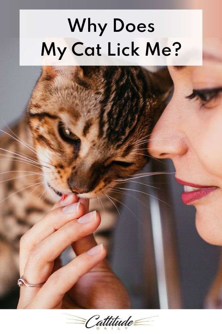 Why Does My Cat Lick Me? in 2020