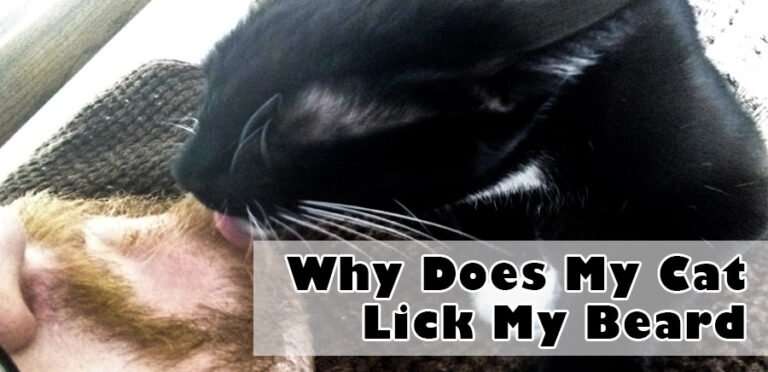 Why Does My Cat Lick My Beard (2021)