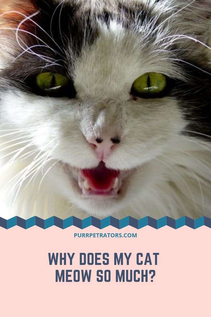 Why Does My Cat Meow So Much?