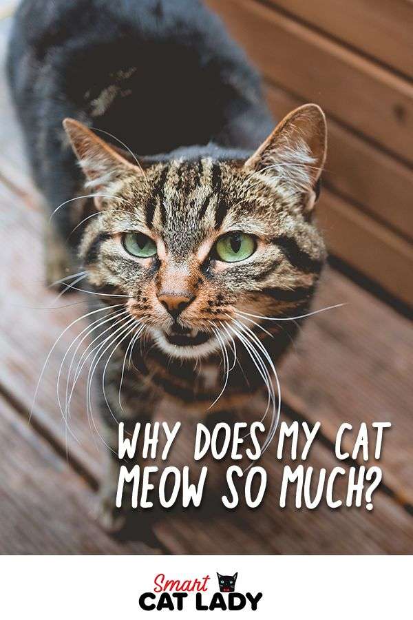 Why Does My Cat Meow So Much?
