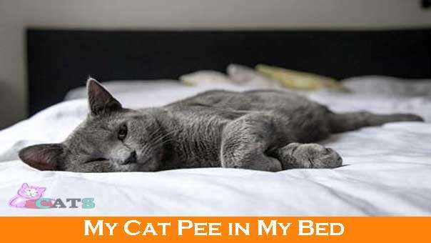 Why Does My Cat Pee in Bed? How I Stopped It