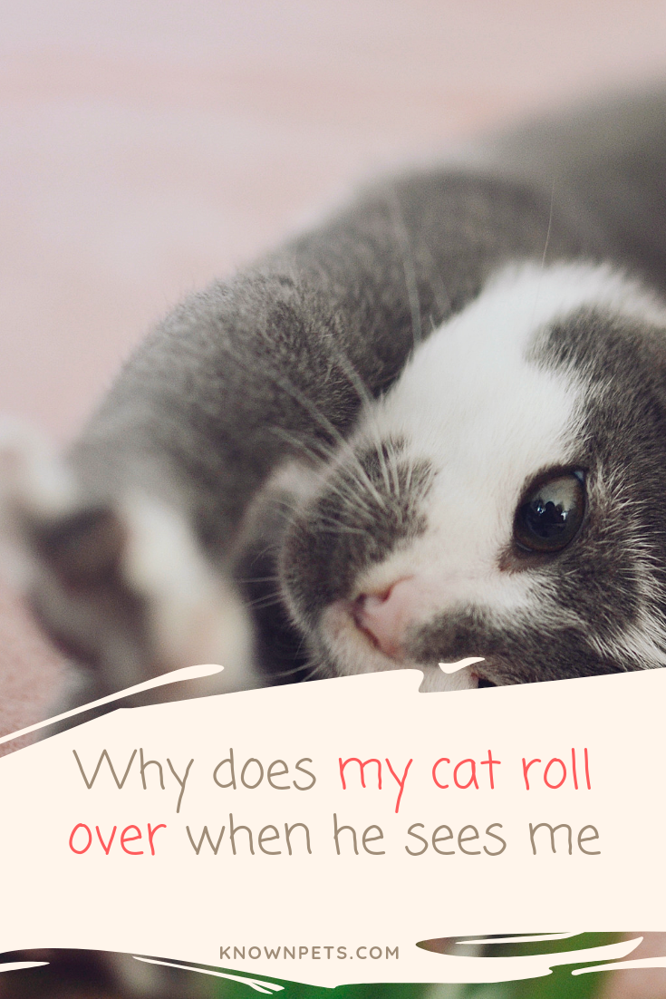 Why does my cat roll over when he sees me (With images ...