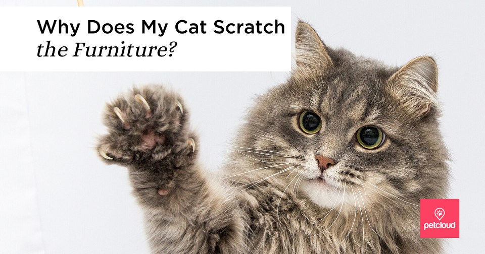 Why Does My Cat Scratch the Furniture?