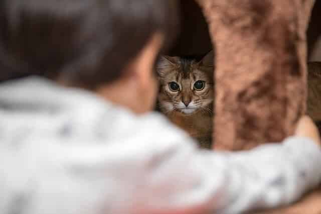 Why Does My Cat Sleep Under the Bed? (4 Reasons and ...