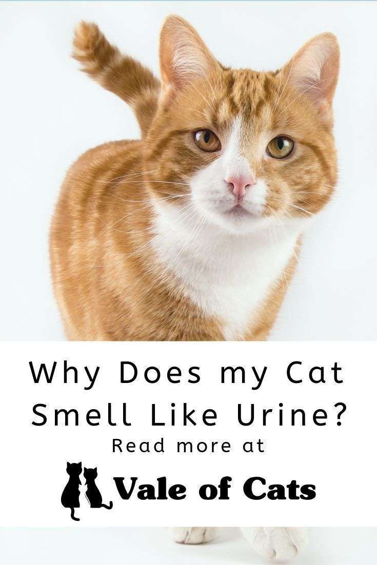 Why Does my Cat Smell Like Urine?