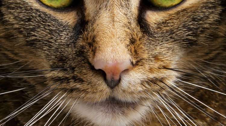 Why Does My Cat Stare At Me? 5 Reasons Why