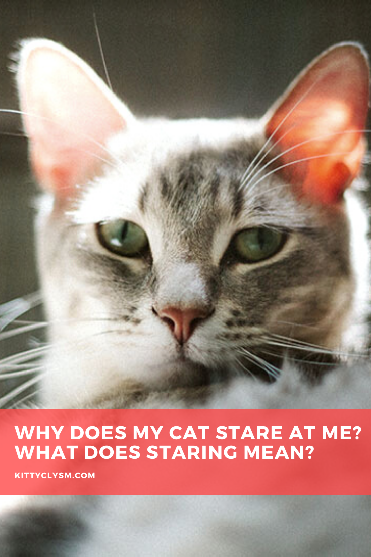 Why Does My Cat Stare at Me? What Does Staring Mean?