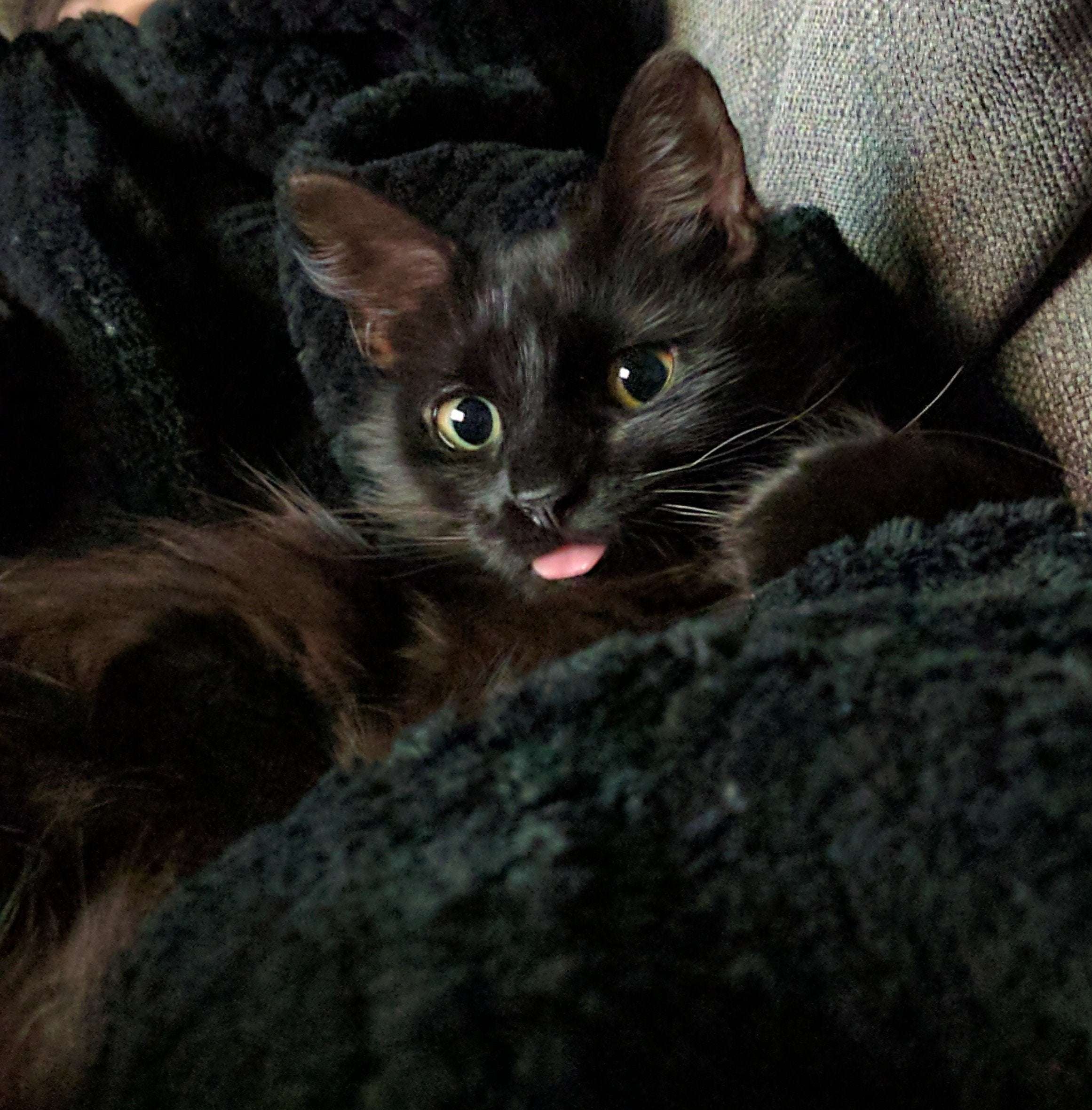 Why Does My Cat Stick His Tongue Out All The Time