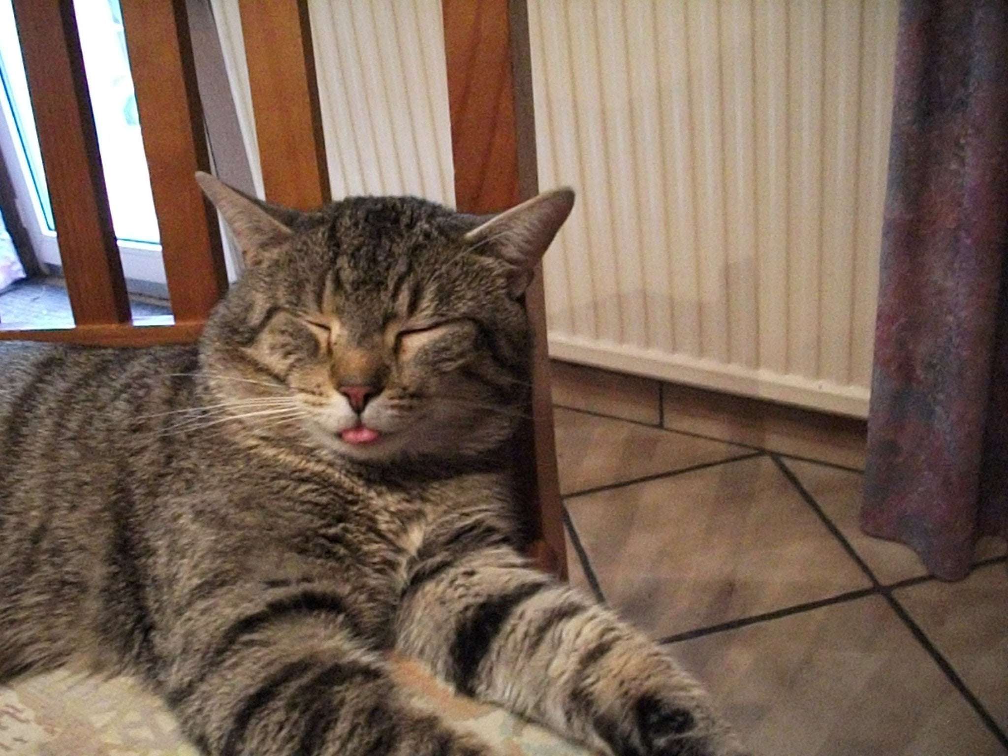Why Does My Cat Stick His Tongue Out When He Sleeps