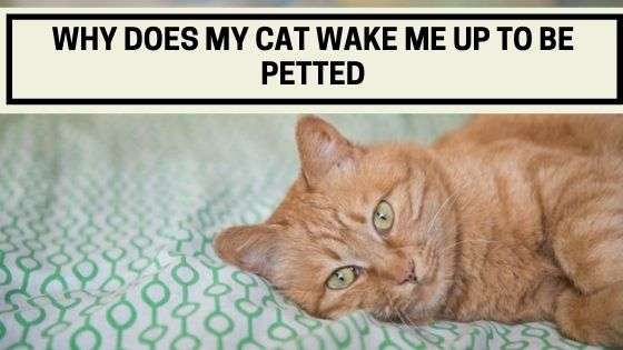Why Does My Cat Wake Me Up to Be Petted?