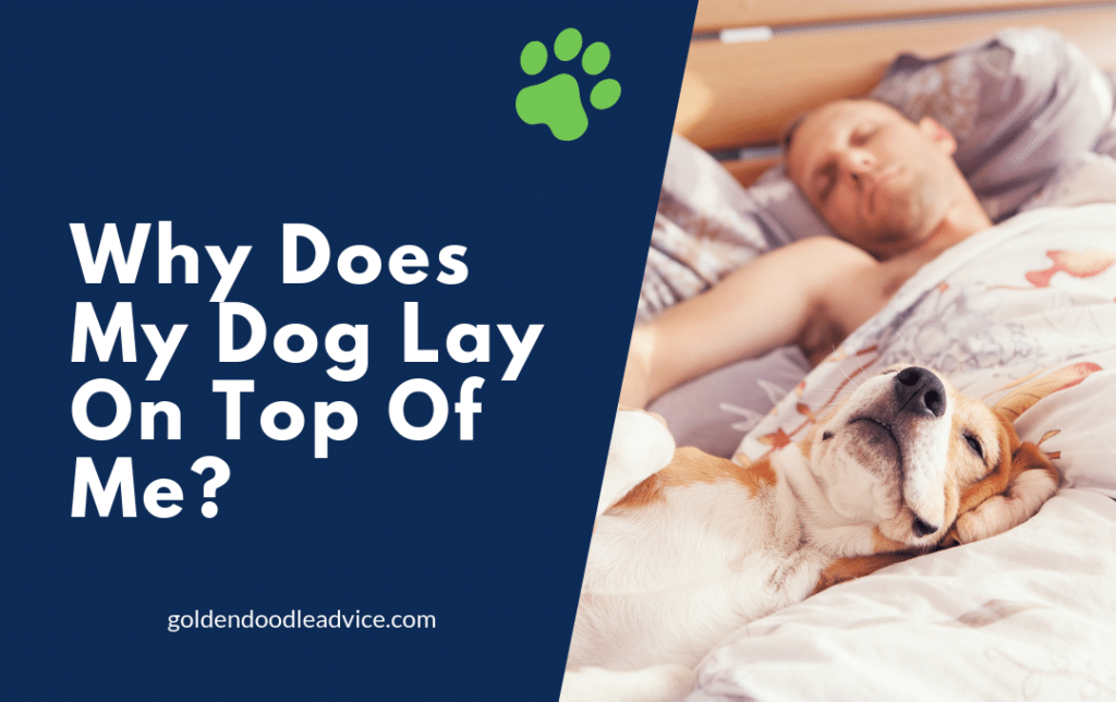 Why Does My Dog Lay On Top Of Me? â Goldendoodle Advice