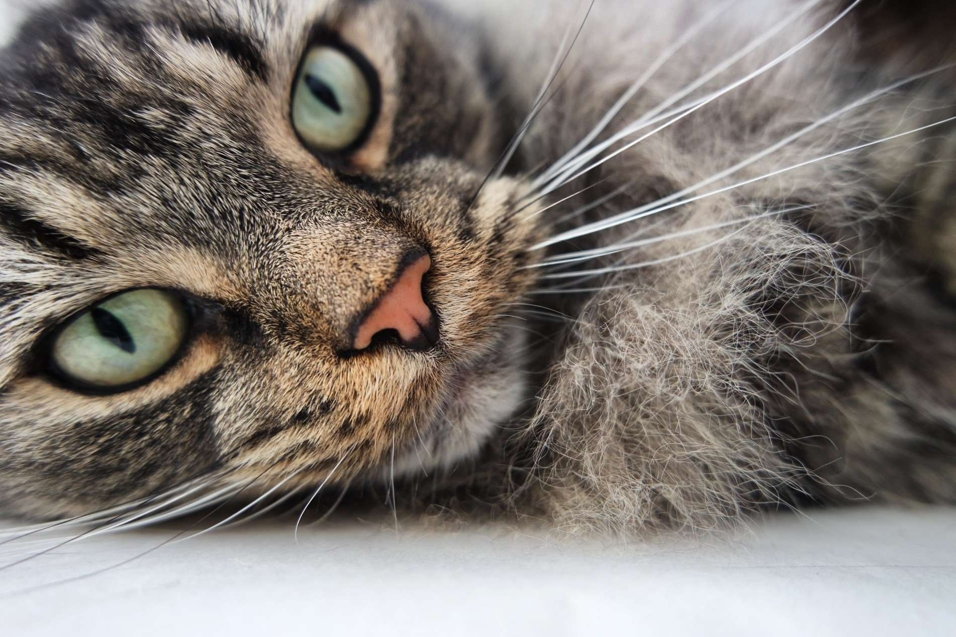 Why does your cat purr? #Whiskas #AllAboutCats