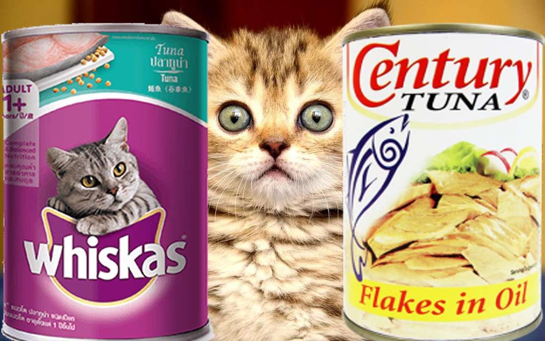 Why is canned tuna for cats more expensive than that for ...