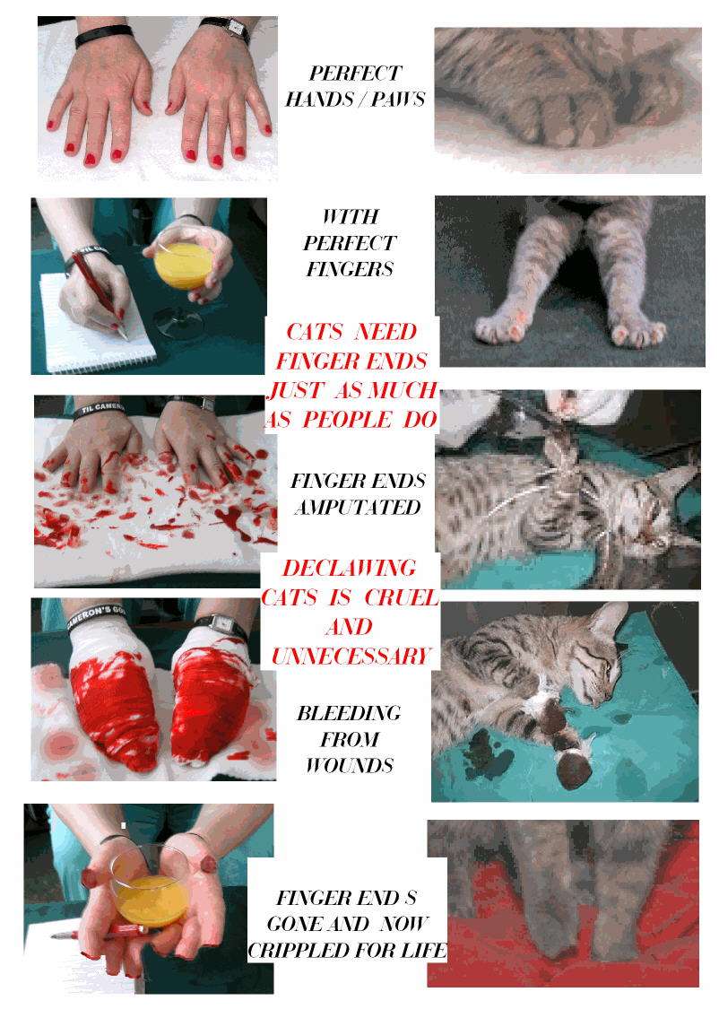 Why is declawing cats cruel but neutering cats is not?  PoC