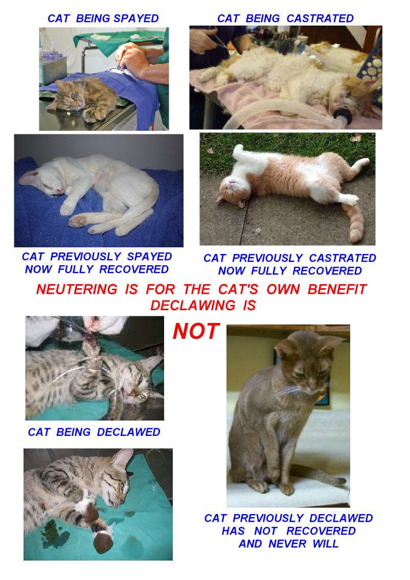 Why is declawing cats cruel but neutering cats is not?
