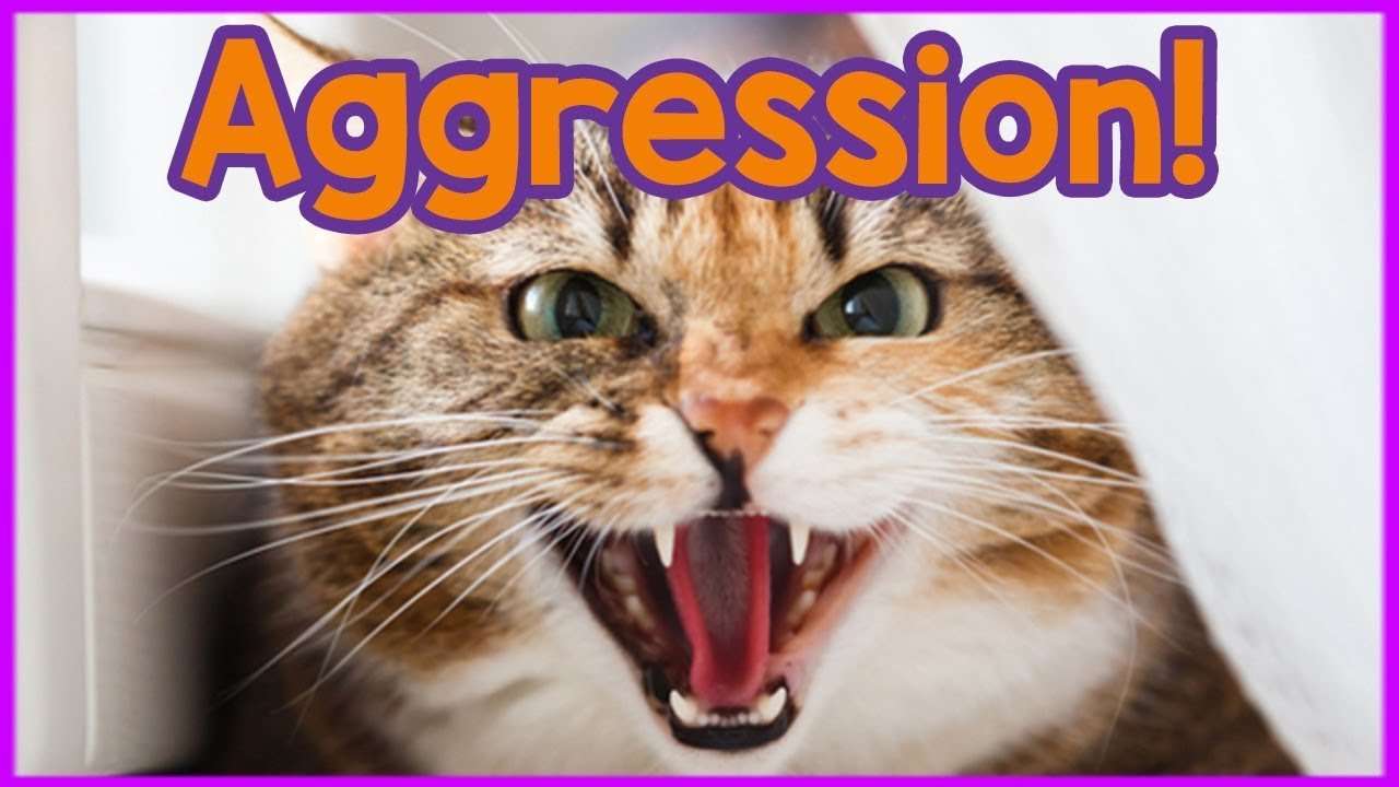 Why is My Cat Aggressive? Reasons Your Cat is Aggressive ...