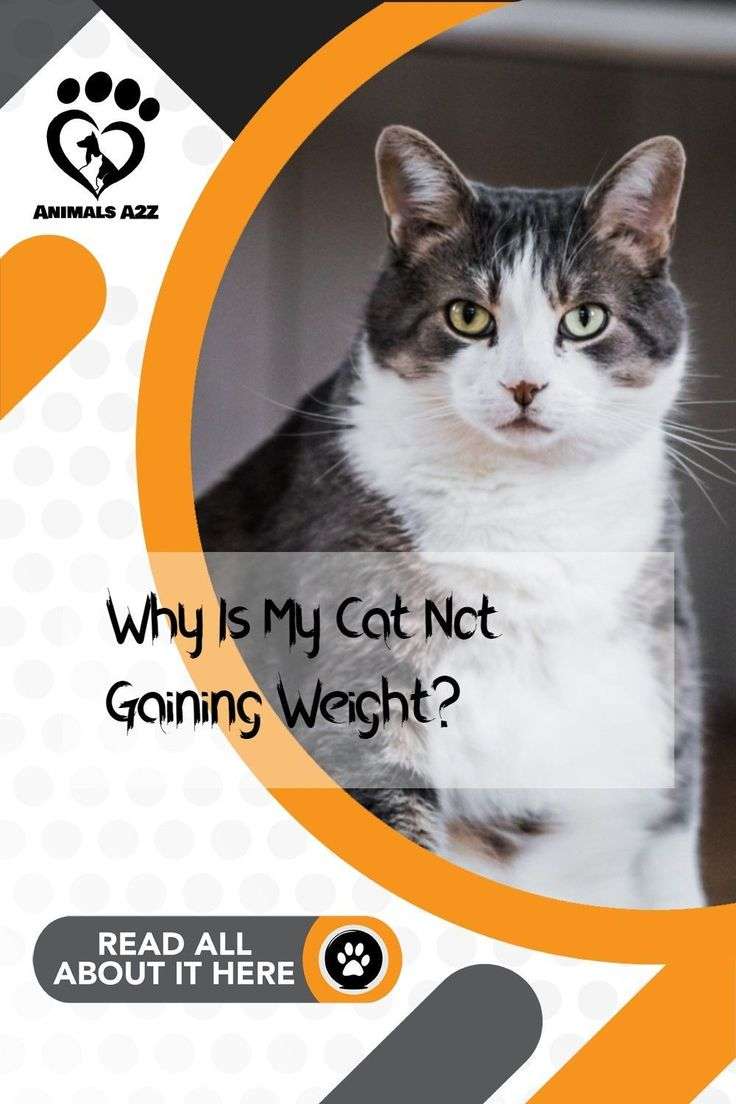 Why Is My Cat Not Gaining Weight?