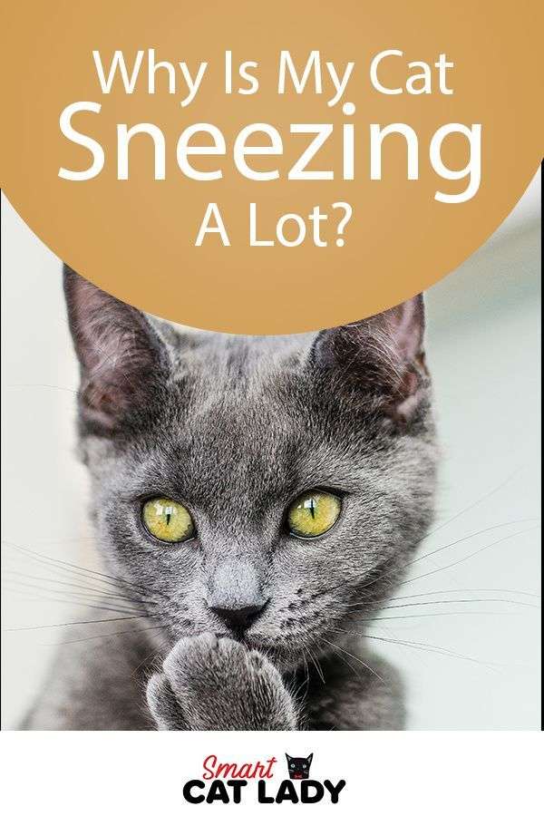 Why Is My Cat Sneezing A Lot?