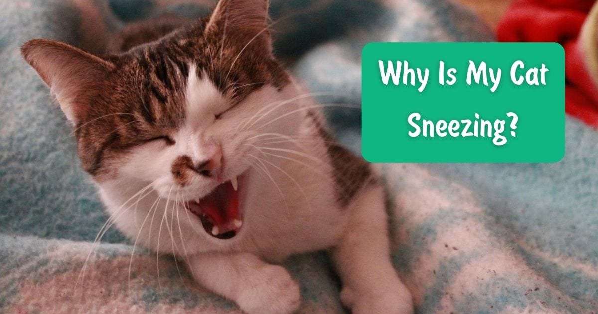 Why Is My Cat Sneezing?