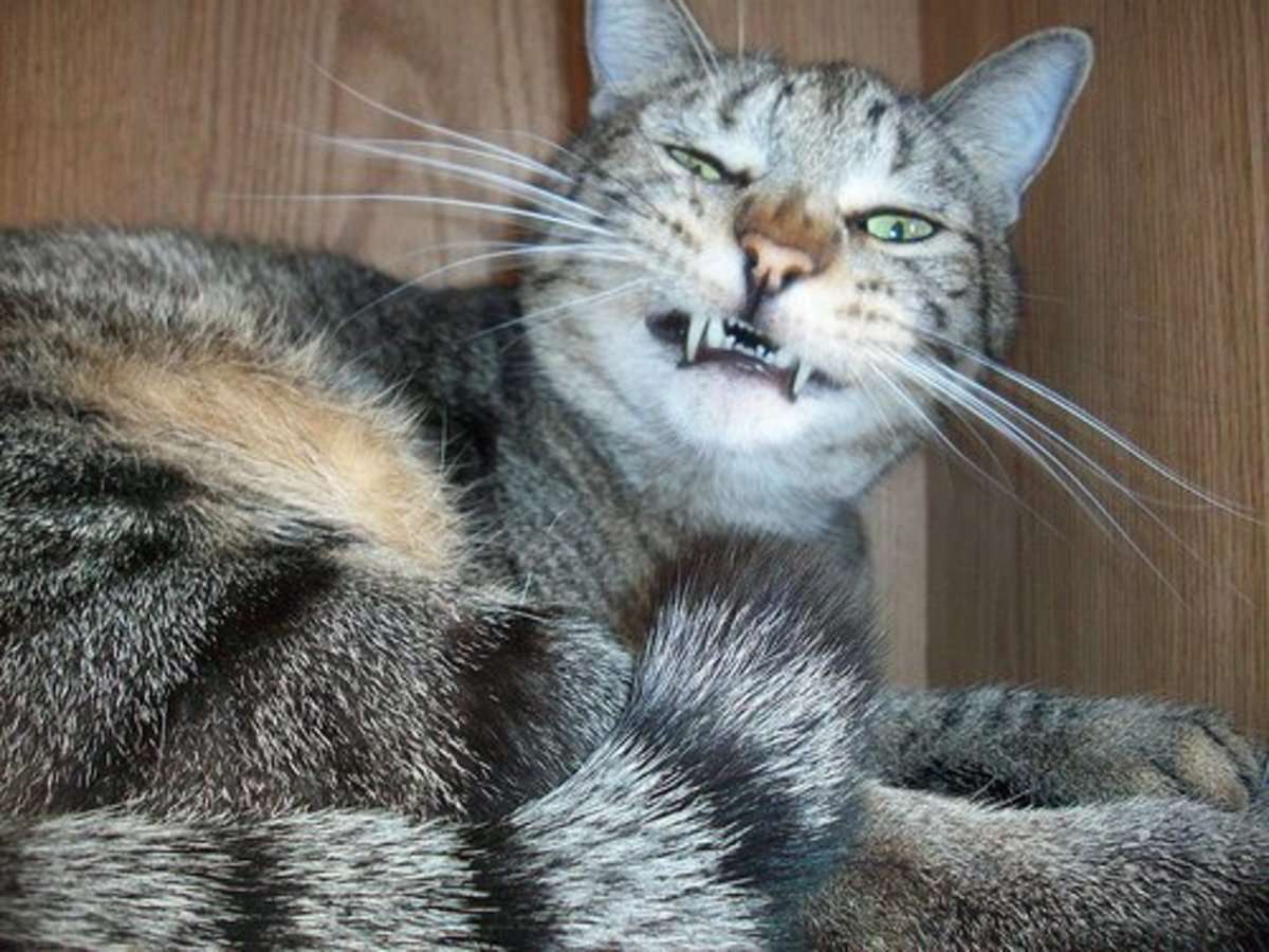 Why Is My Cat Sneezing?