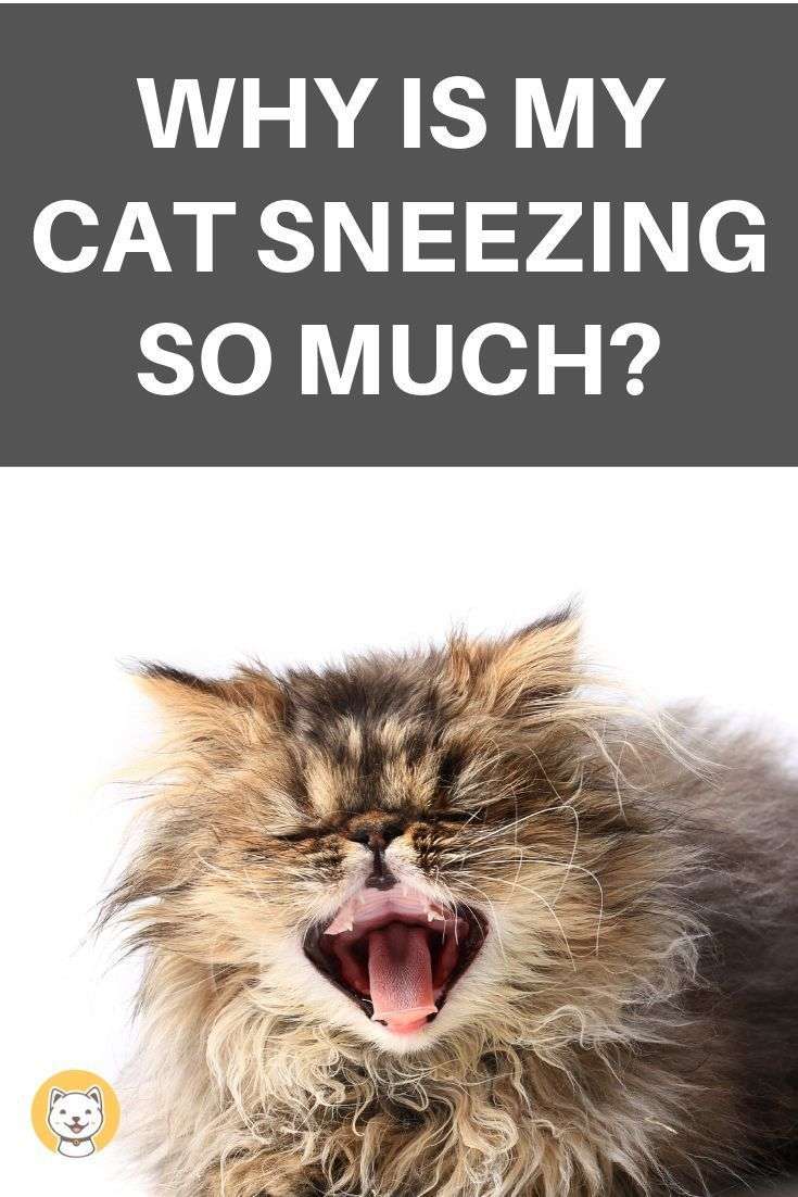 Why Is My Cat Sneezing So Much?