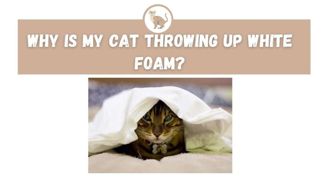 Why is My Cat Throwing Up White Foam?