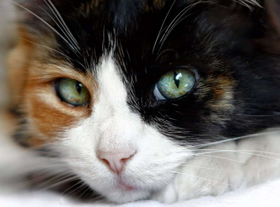 Why male calico cats are as rare as hens