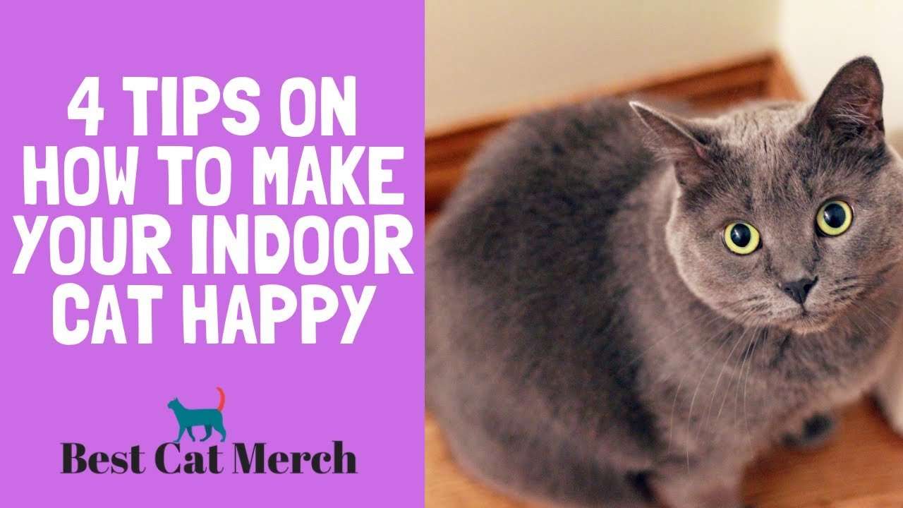 Why My Cat Wants to go Outside + 4 Tips on How to Make ...