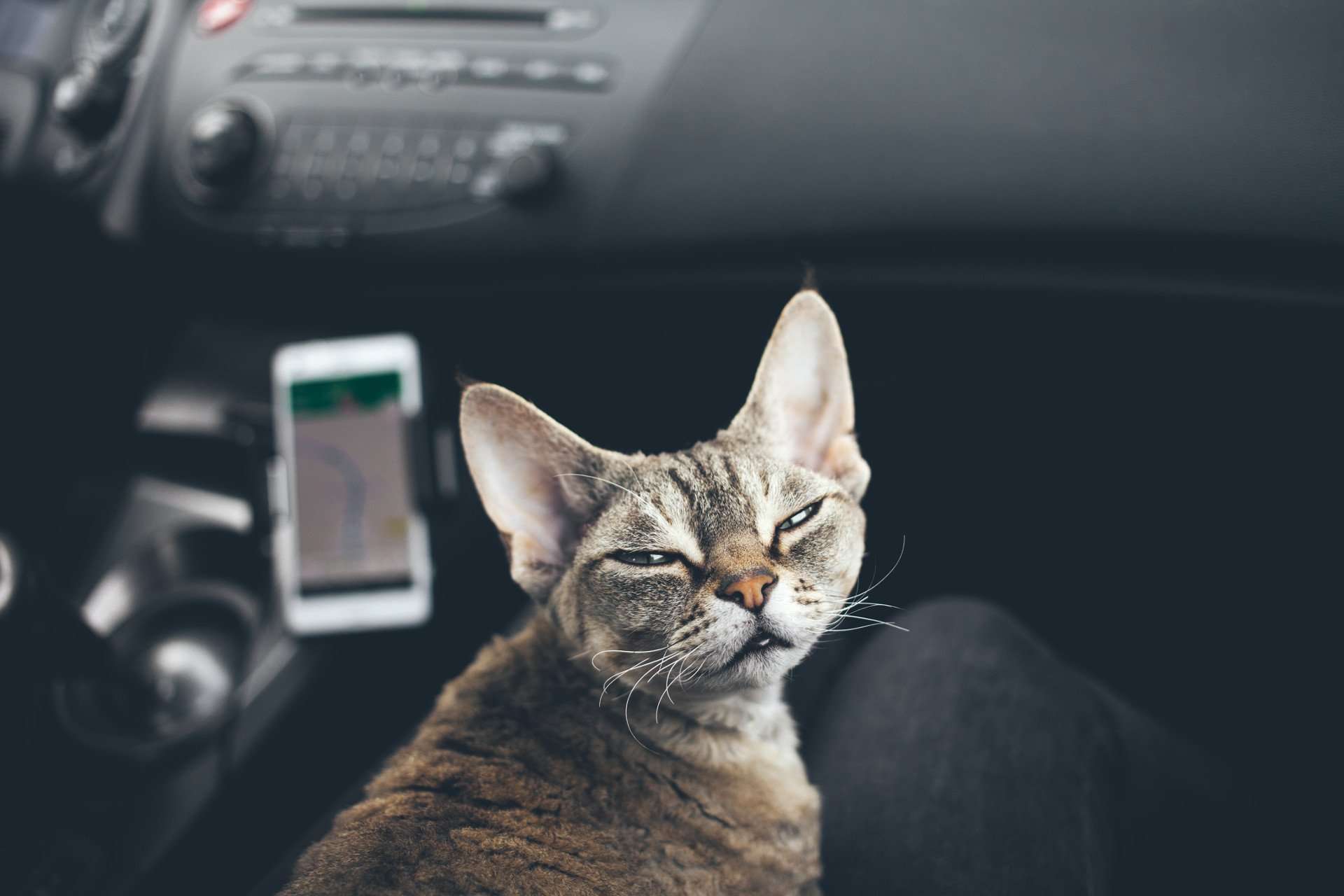Why should you get your cat microchipped?