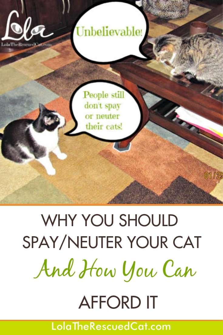Why You Should Spay/Neuter Your Cat And How You Can Afford It