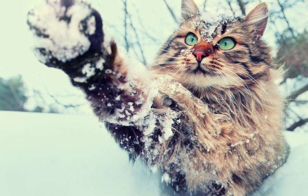 Will My Cat Get Too Cold in the Winter Outside?