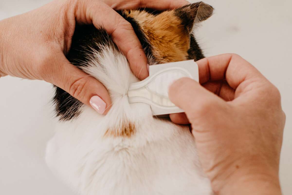 ð? How to Apply Flea &  Tick Medicine Treatment for Cats