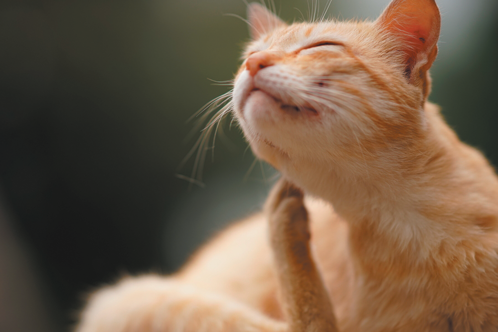 Yes, Cats Cause Allergies. Many Cats Also Suffer From Them ...