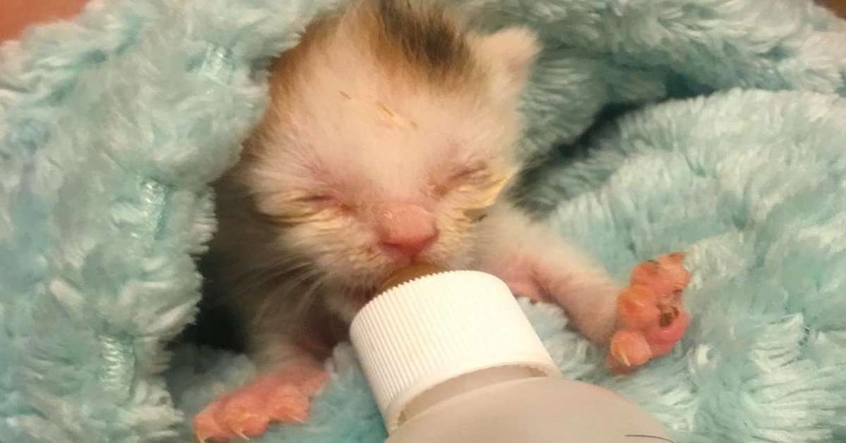 Youll Tear Up Watching This Newborn Kitten Fight Hard To ...