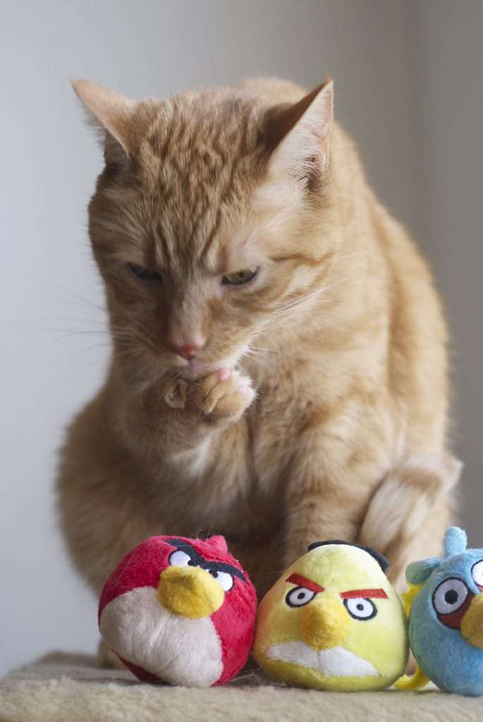 Your Cat Gets Mad When You Do These 7 Things
