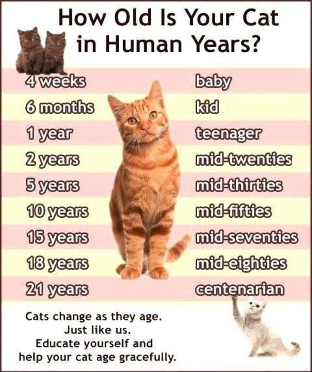 Your Cat is Growing Older